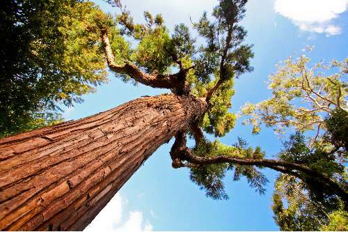 Hypnose zur Rauchentwöhnung